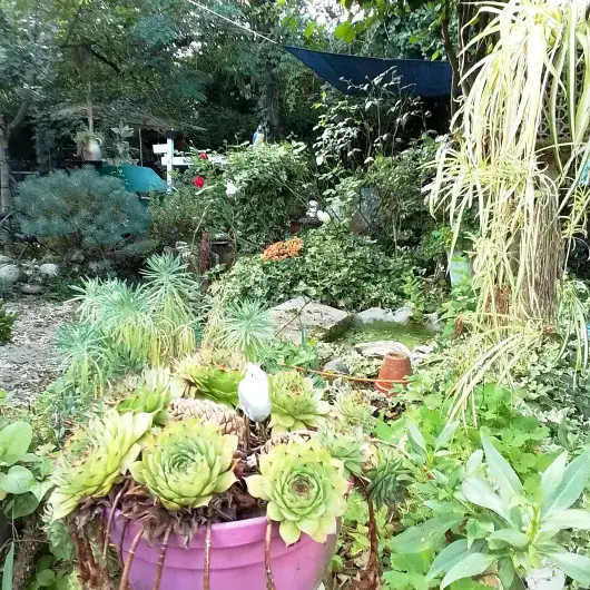  maison aux 100 000 fleurs 