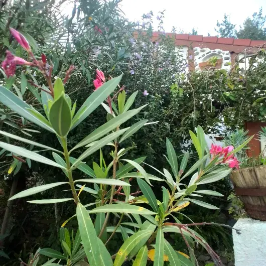  maison aux 100 000 fleurs 